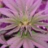 семена конопли интернет магазин Fresh Candy feminised Pyramid Seeds семена конопли интернет магазин Fresh Candy feminised Pyramid Seeds