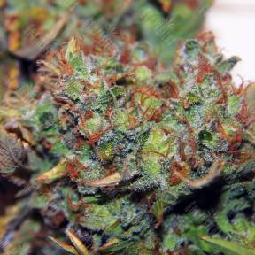 Northern Light feminised Royal Queen