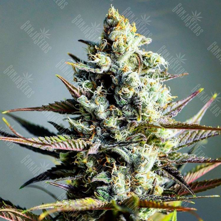 Семена конопли Critical Kush feminised Ganja Seeds