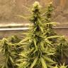 Auto Big Bud XXL feminised Ganja Seeds купить