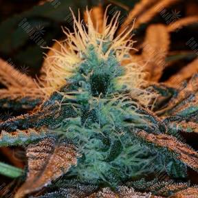 Afghan Hash Plant regular Barneys Farm