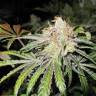 семена конопли марихуаны Deep Neville regular Medical Seeds семена конопли марихуаны Deep Neville regular Medical Seeds