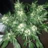 семена конопли элитных сортов Ice Cream feminised Paradise Seeds