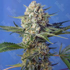 Crystal Candy F1 Fast Version feminised Sweet Seeds