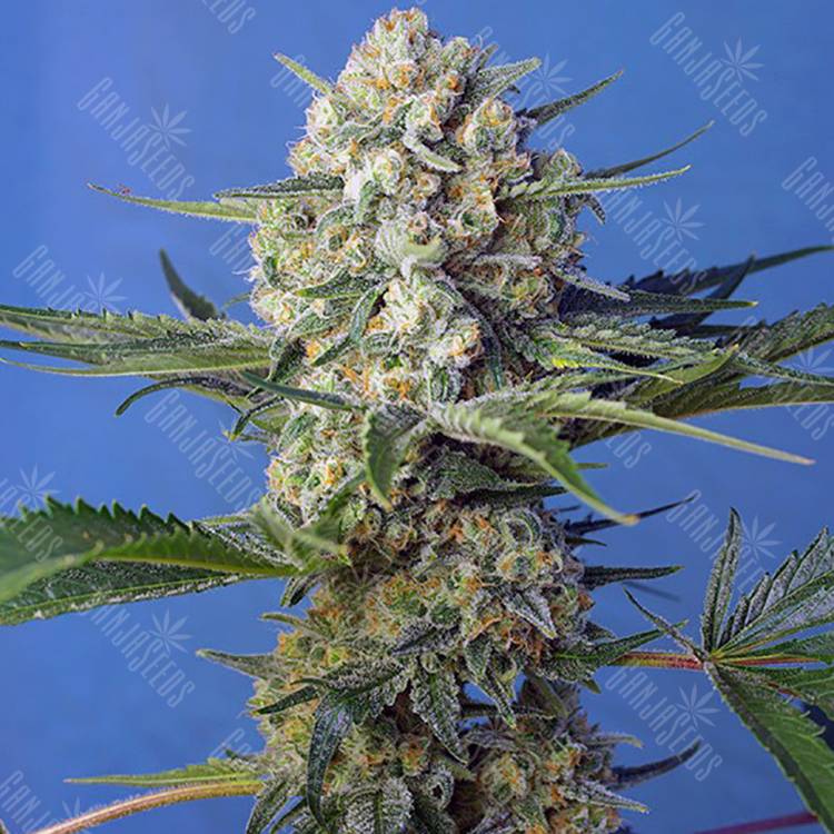 семена культурной конопли купить Crystal Candy F1 Fast Version feminised Sweet Seeds семена культурной конопли купить Crystal Candy F1 Fast Version feminised Sweet Seeds