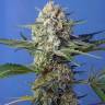 семена культурной конопли купить Crystal Candy F1 Fast Version feminised Sweet Seeds семена культурной конопли купить Crystal Candy F1 Fast Version feminised Sweet Seeds