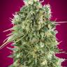 Auto Bubble Gum feminised GanjaLiveSeeds Auto Bubble Gum feminised GanjaLiveSeeds