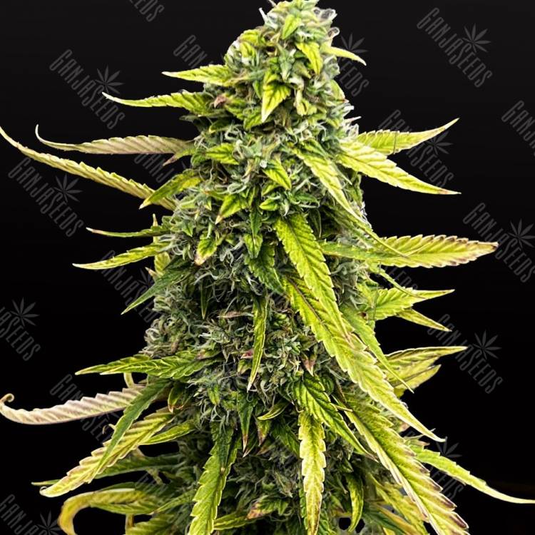 семена конопли качественных сортов Auto Bubble Gum feminised семена конопли качественных сортов Auto Bubble Gum feminised