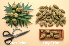 Обрезать или не обрезать? Как сушить каннабис