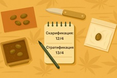 Скарификация и стратификация: как разбудить семена