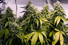 Как выбрать точное время сбора урожая для определенного сорта конопли?