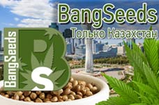 BangSeeds BangSeeds